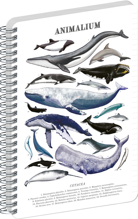 Spiral Notebook Animalium – Marine Life, lined, A4