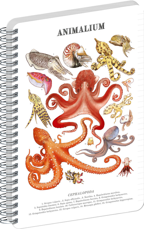 Spiral Notebook Animalium – Cephalopods, lined, A5