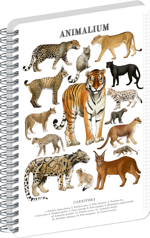 Spiral Notebook Animalium – Felines, quad-ruled, A4