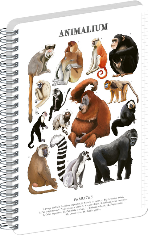 Spiral Notebook Animalium – Primates, quad-ruled, A5