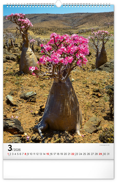 Wall calendar Trees 2026, 33 x 46 cm