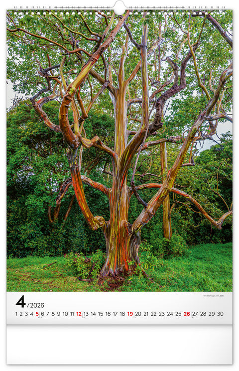 Wall calendar Trees 2026, 33 x 46 cm