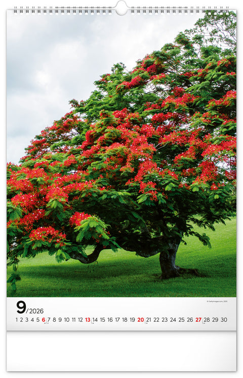 Wall calendar Trees 2026, 33 x 46 cm