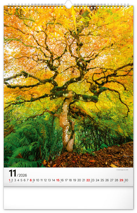 Wall calendar Trees 2026, 33 x 46 cm