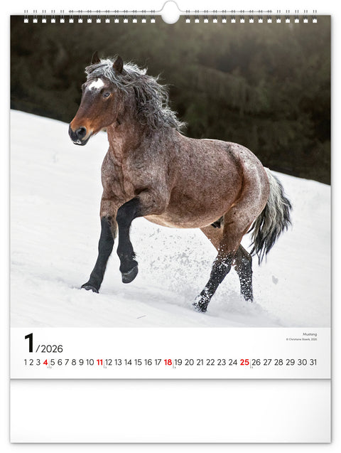 Wall calendar Horses 2026, 30 x 34 cm