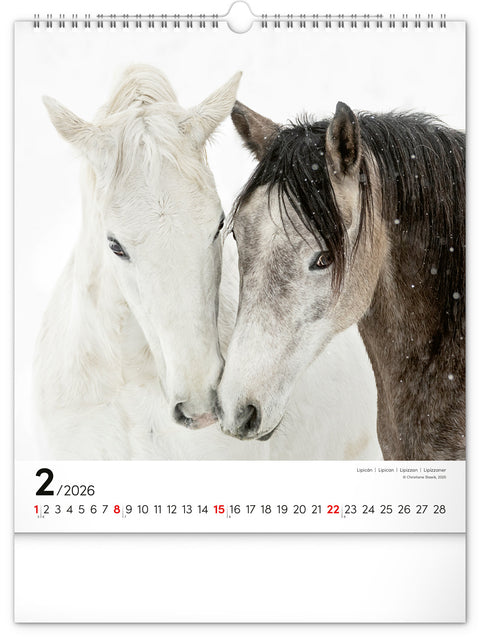 Wall calendar Horses 2026, 30 x 34 cm
