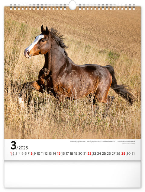 Wall calendar Horses 2026, 30 x 34 cm