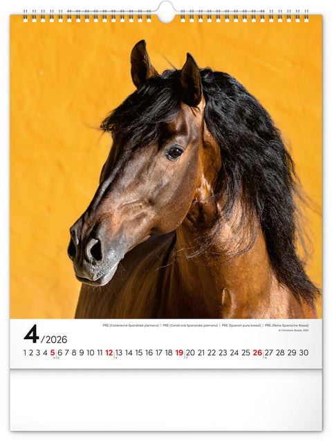 Wall calendar Horses 2026, 30 x 34 cm