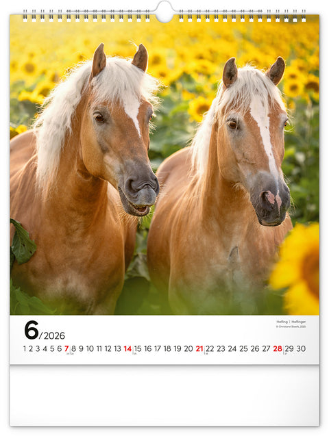Wall calendar Horses 2026, 30 x 34 cm