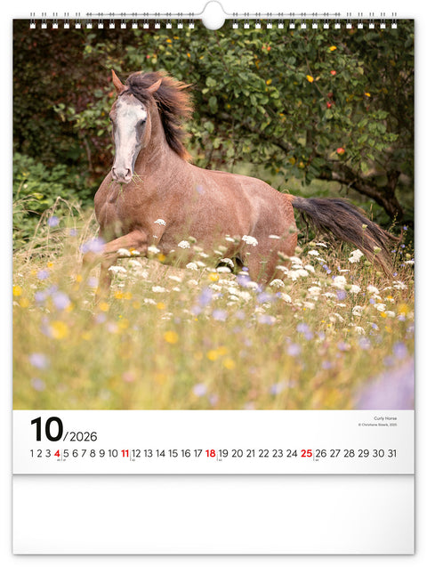Wall calendar Horses 2026, 30 x 34 cm