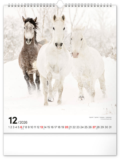 Wall calendar Horses 2026, 30 x 34 cm