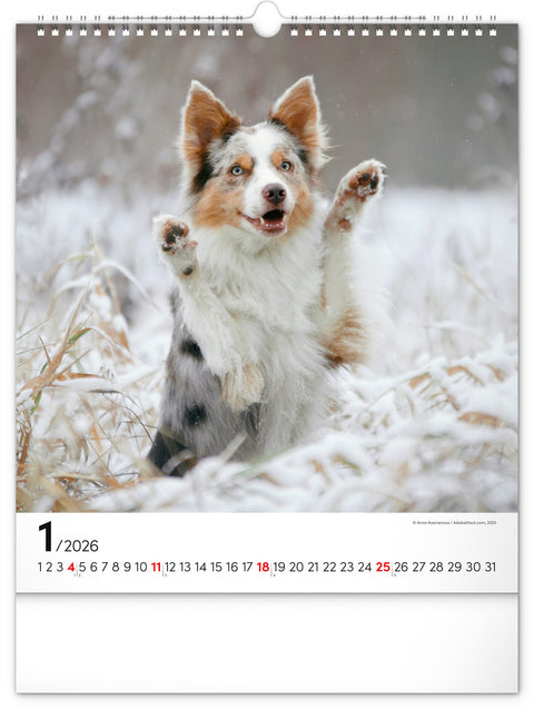 Wall calendar Dogs 2026, 30 x 34 cm