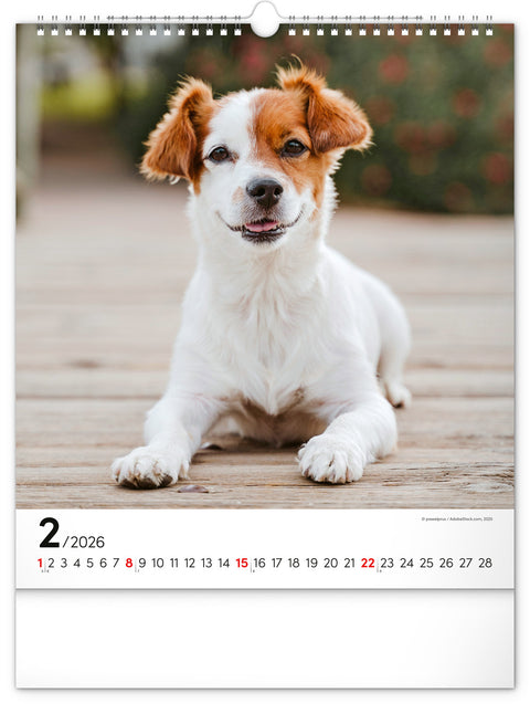 Wall calendar Dogs 2026, 30 x 34 cm