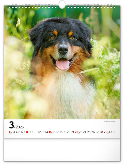 Wall calendar Dogs 2026, 30 x 34 cm
