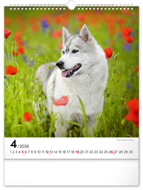 Wall calendar Dogs 2026, 30 x 34 cm