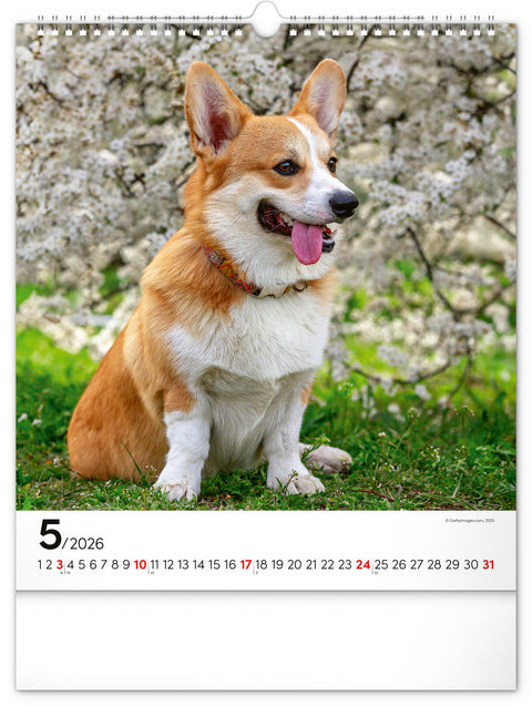 Wall calendar Dogs 2026, 30 x 34 cm