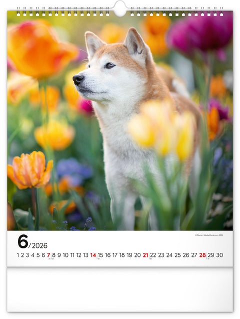 Wall calendar Dogs 2026, 30 x 34 cm