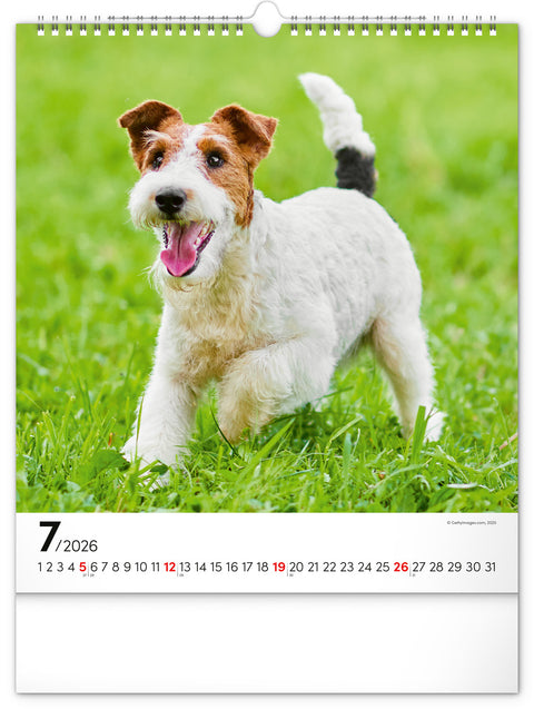 Wall calendar Dogs 2026, 30 x 34 cm