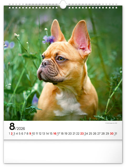 Wall calendar Dogs 2026, 30 x 34 cm
