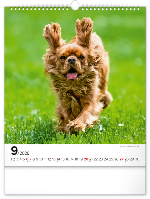 Wall calendar Dogs 2026, 30 x 34 cm