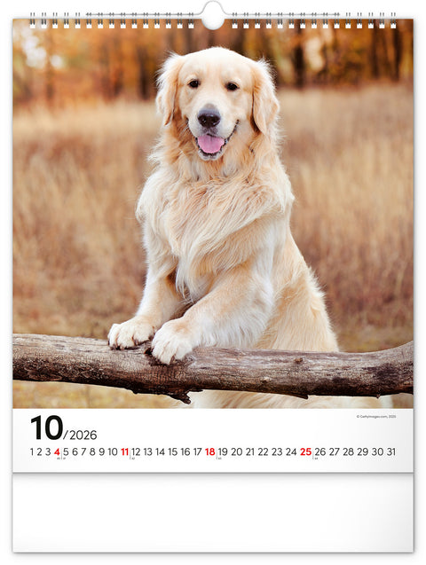 Wall calendar Dogs 2026, 30 x 34 cm