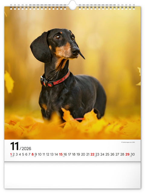 Wall calendar Dogs 2026, 30 x 34 cm