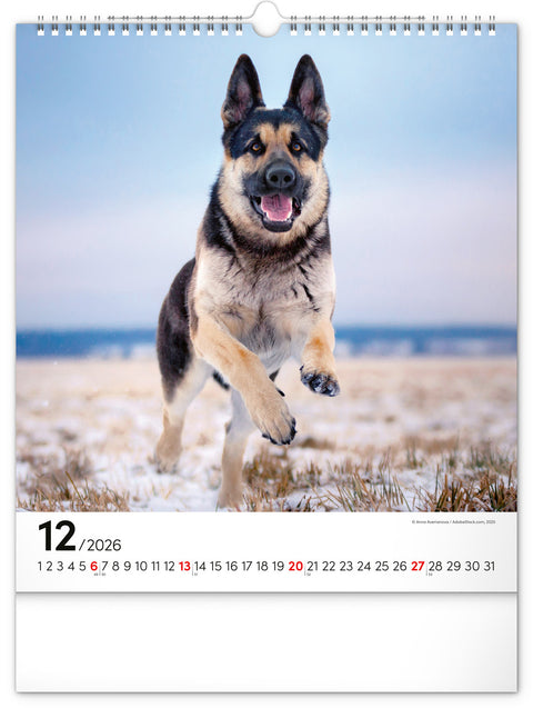 Wall calendar Dogs 2026, 30 x 34 cm