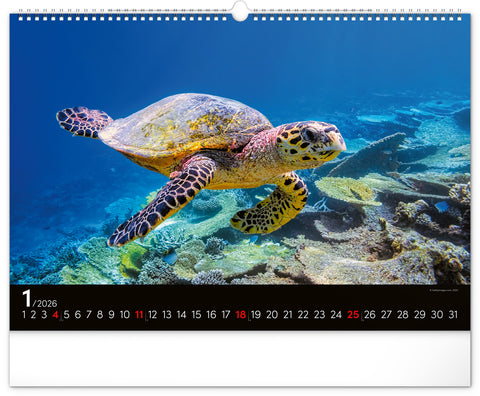 Wall calendar Ocean Wildlife 2026, 48 x 33 cm