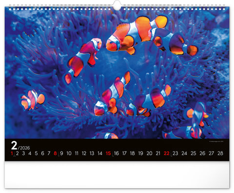 Wall calendar Ocean Wildlife 2026, 48 x 33 cm