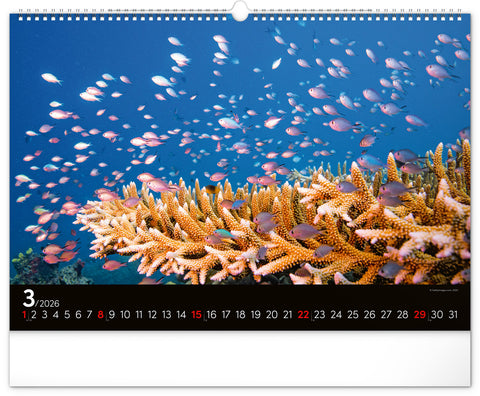 Wall calendar Ocean Wildlife 2026, 48 x 33 cm
