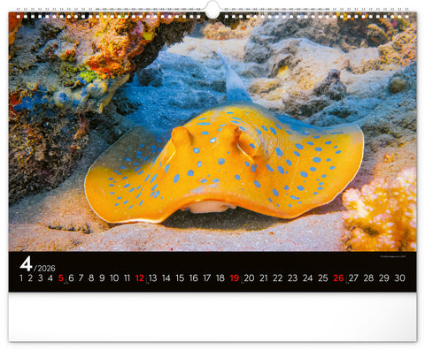 Wall calendar Ocean Wildlife 2026, 48 x 33 cm