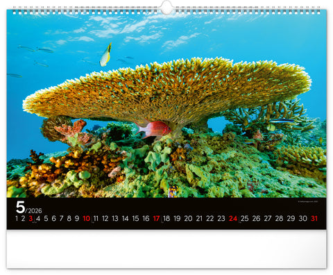 Wall calendar Ocean Wildlife 2026, 48 x 33 cm