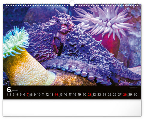 Wall calendar Ocean Wildlife 2026, 48 x 33 cm