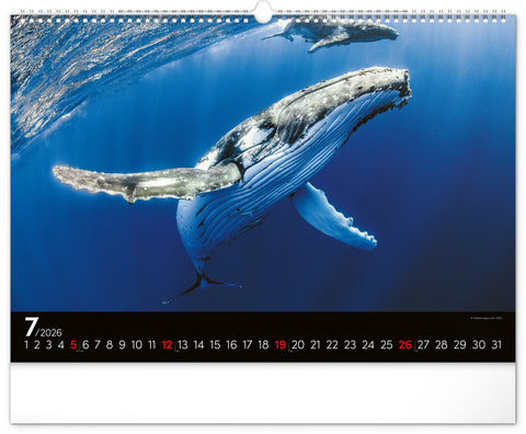 Wall calendar Ocean Wildlife 2026, 48 x 33 cm