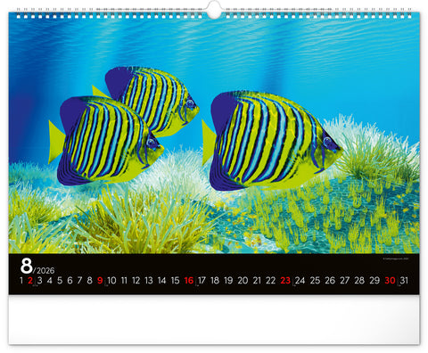 Wall calendar Ocean Wildlife 2026, 48 x 33 cm