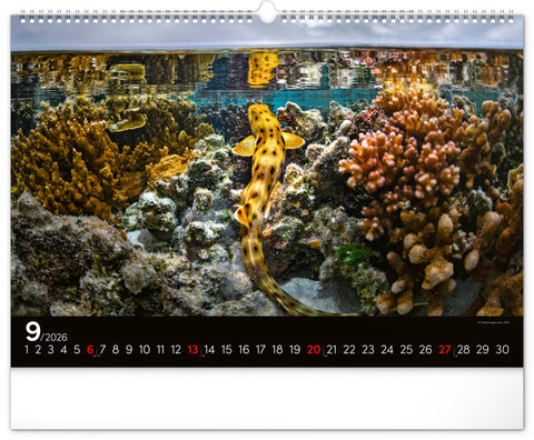 Wall calendar Ocean Wildlife 2026, 48 x 33 cm