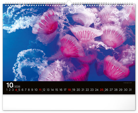 Wall calendar Ocean Wildlife 2026, 48 x 33 cm
