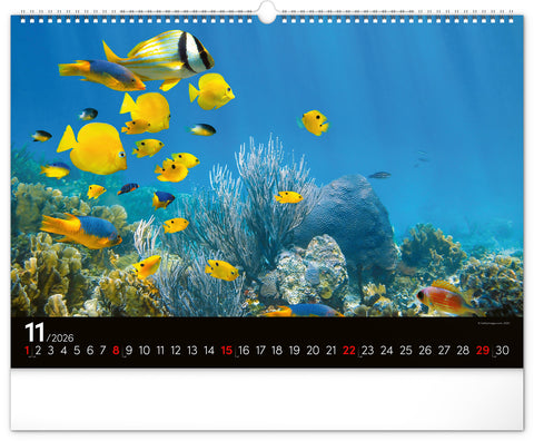 Wall calendar Ocean Wildlife 2026, 48 x 33 cm