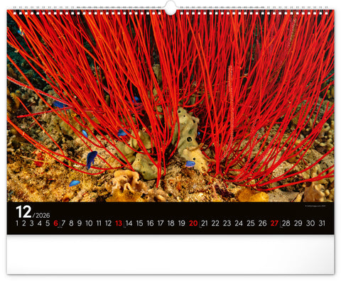 Wall calendar Ocean Wildlife 2026, 48 x 33 cm