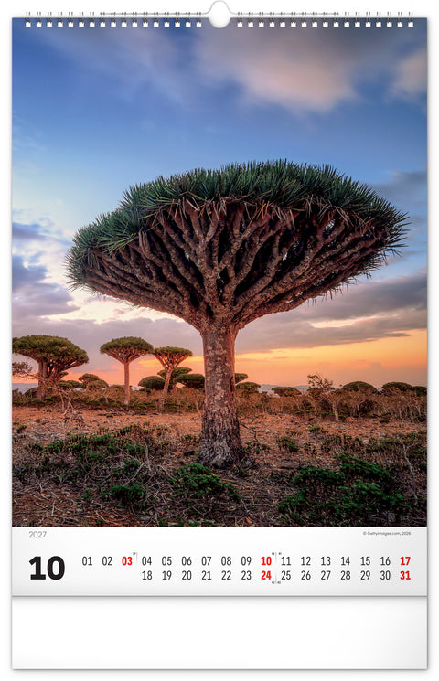 Wall calendar Trees 2027, 33 x 46 cm
