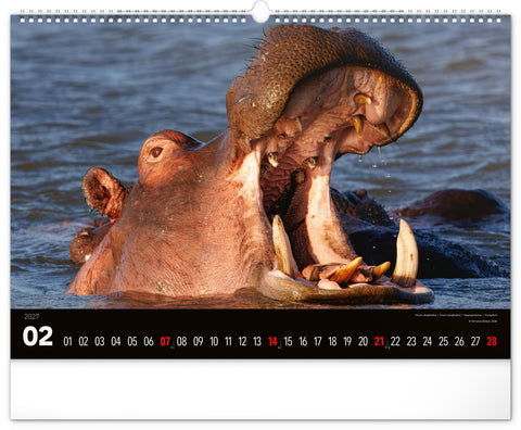 Wall calendar Wild Africa 2027, 48 x 33 cm