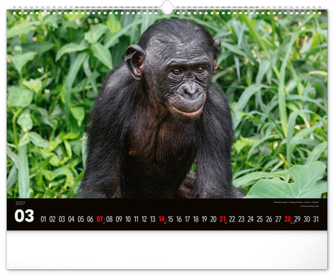Wall calendar Wild Africa 2027, 48 x 33 cm