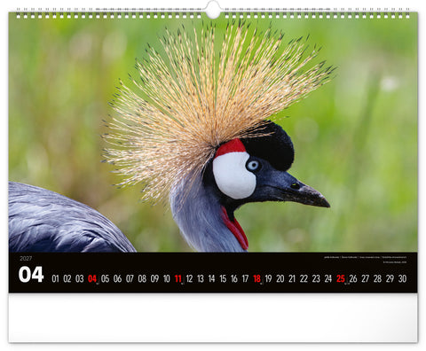 Wall calendar Wild Africa 2027, 48 x 33 cm