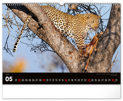 Wall calendar Wild Africa 2027, 48 x 33 cm