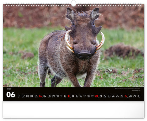 Wall calendar Wild Africa 2027, 48 x 33 cm