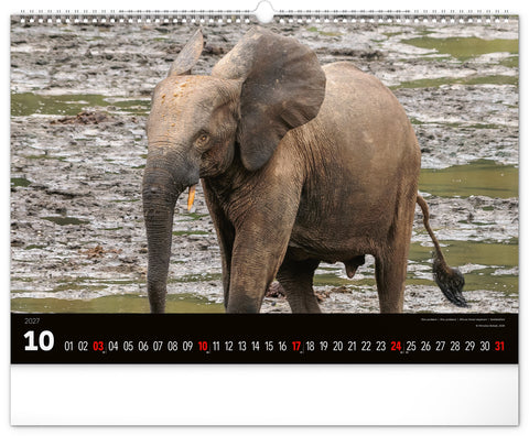 Wall calendar Wild Africa 2027, 48 x 33 cm
