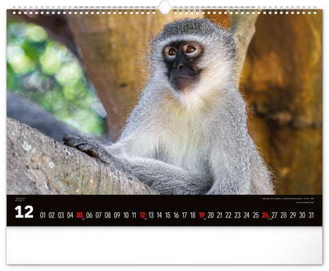 Wall calendar Wild Africa 2027, 48 x 33 cm