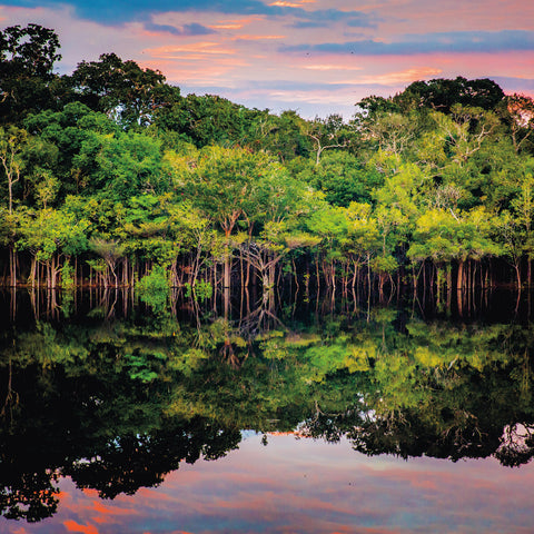 Wall planner Rainforests 2025, 30 x 30 cm