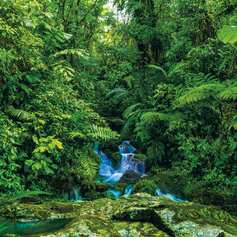 Wall planner Rainforests 2025, 30 x 30 cm