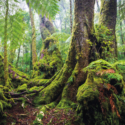 Wall planner Rainforests 2025, 30 x 30 cm